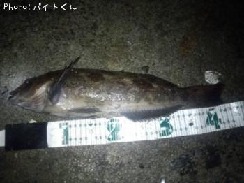 �����ʥ�