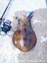 ¥¢¥ª¥ê¥¤¥«