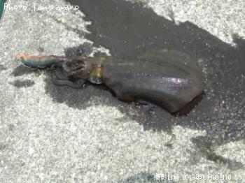 �����ꥤ��