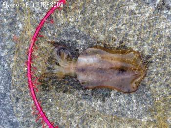 ¥¢¥ª¥ê¥¤¥«