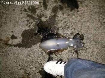 �����ꥤ��