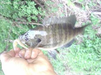 ¥Ö¥ë¡¼¥®¥ë