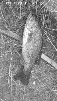 ¥Ö¥é¥Ã¥¯¥Ð¥¹