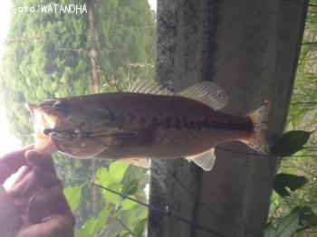 �֥�å��Х�