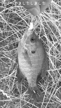 ¥Ö¥ë¡¼¥®¥ë