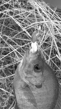 ¥Ö¥ë¡¼¥®¥ë