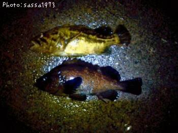 ¥¨¥¾¥á¥Ð¥ë