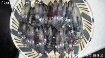 ¥Ò¥¤¥«¡õ¥ä¥ê¥¤¥«