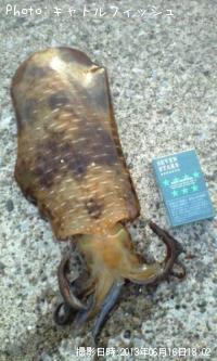 ¥¢¥ª¥ê¥¤¥«