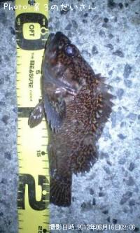 ¥ª¥¦¥´¥ó¥à¥é¥½¥¤