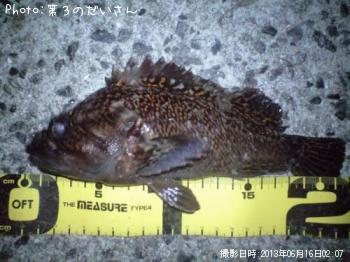 ¥ª¥¦¥´¥ó¥à¥é¥½¥¤