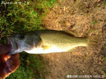 �֥�å��Х�