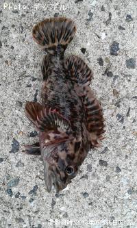 �����饽��