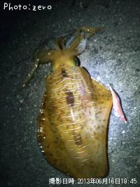 �����ꥤ��