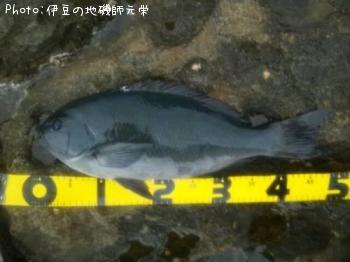 �����᥸��