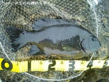 �����ʥ᥸��