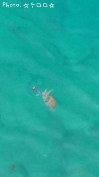 �����ꥤ��