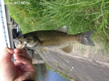 �֥�å��Х�