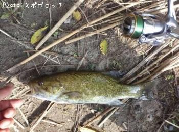 ¥¹¥â¡¼¥ë¥Þ¥¦¥¹¥Ð¥¹