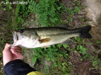 �֥�å��Х�