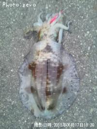 �����ꥤ��