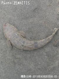 �ޥ���