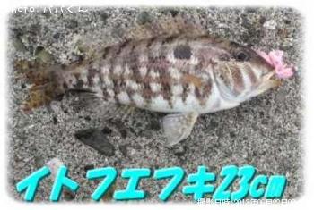 ¥¤¥È¥Õ¥¨¥Õ¥