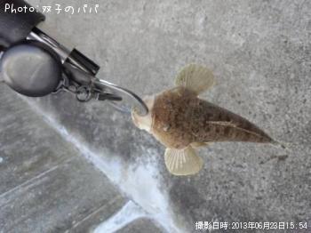 ¥Þ¥´¥Á