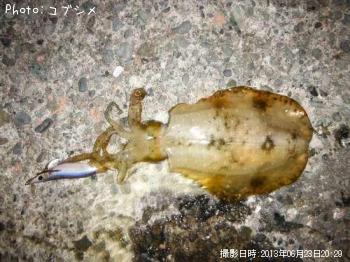 �����ꥤ��