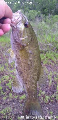 ¥¹¥â¡¼¥ë¥Ð¥¹