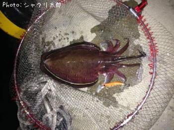 ��󥴥�����