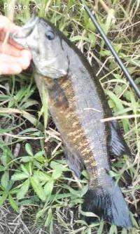 ���⡼��ޥ����Х�