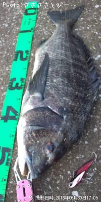 クロダイ&カレイ