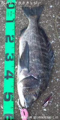 クロダイ&カレイ