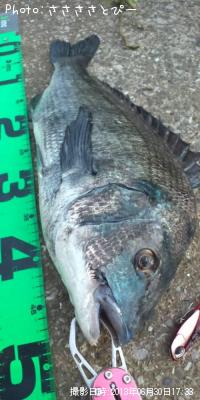 クロダイ&カレイ