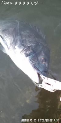 クロダイ&カレイ