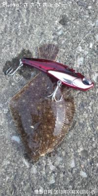 クロダイ&カレイ