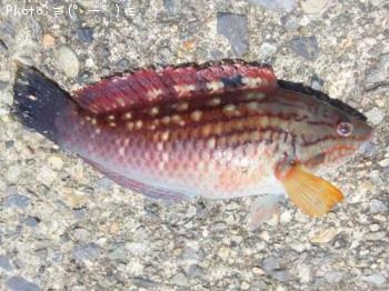 �����ޥ�����٥�