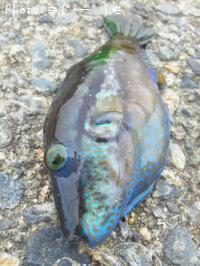 �����ޥ�����٥�