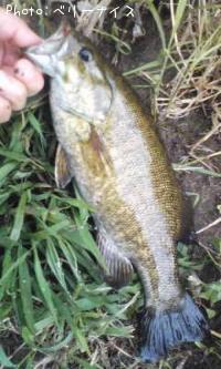 ���⡼��ޥ����Х�