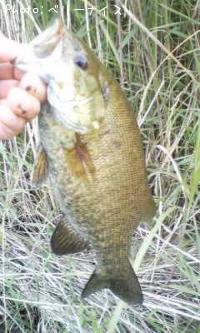 ���⡼��ޥ����Х�