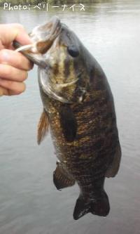 ���⡼��ޥ����Х�