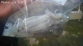 ��ꥤ�����ҥ���