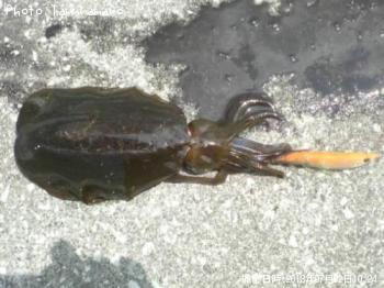 �����ꥤ��