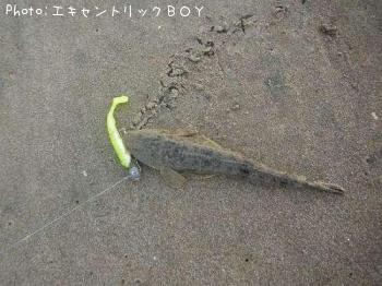 ¥³¥Á