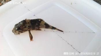 ��饽��