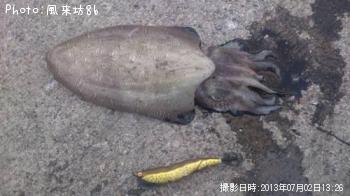 ��󥴥�����