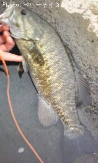 ���⡼��ޥ����Х�