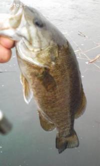 ���⡼��ޥ����Х�