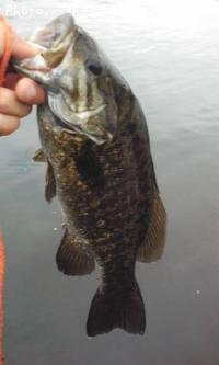 ���⡼��ޥ����Х�